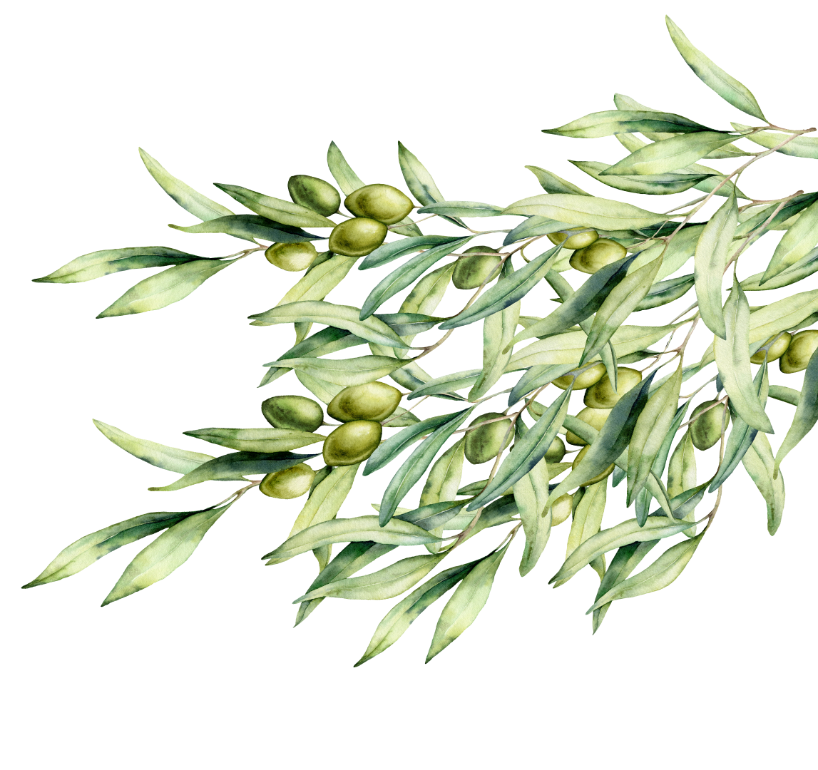 green-olive-branch-for-website